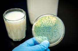 Brucellose : une hausse des cas en 2022