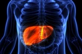 Cancer du foie : découverte d’une nouvelle protéine impliquée dans son développement