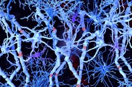 Insuffisance cardiaque : des chercheurs créent les premiers neurones artificiels 