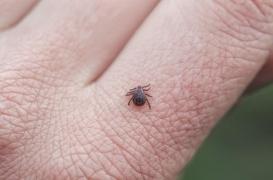 Mordu par une tique, il devient allergique à la viande