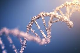 Un lien génétique entre le syndrome du côlon irritable et les troubles psychiatriques