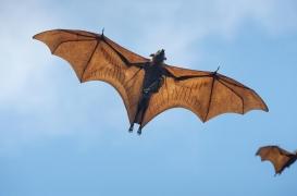 Nouvelle-Calédonie : des chercheurs se penchent sur un virus transmis par les chauves-souris 