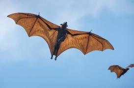 Le nouveau coronavirus serait présent dans la chauve-souris depuis au moins 40 ans