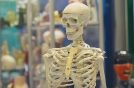 Une bactérie intestinale perturbe la croissance des os