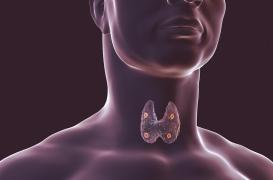 Gros plan sur notre corps : qu'est-ce que la glande thyroïde ?
