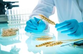 Alimentation du futur : OGM et protéines végétales menacent-ils notre santé ?