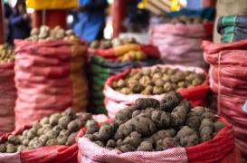 La pomme de terre apporte-t-elle une protection génétique aux problèmes digestifs ?