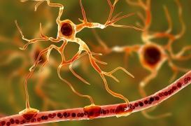 Impact des perturbateurs endocriniens sur la reproduction : un des mécanismes de l’altération identifié