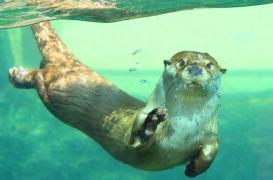 Les spermatozoïdes se déplacent comme des loutres