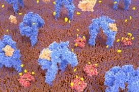 Diabète de type 2 : une nouvelle cible pour le traiter en stimulant la production d'insuline