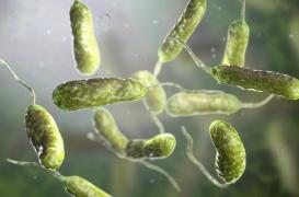 Réchauffement climatique : les bactéries mangeuses de chair risquent de proliférer