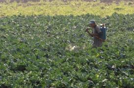 Cancer : les pesticides jugés sans risque le sont-ils vraiment ?