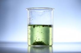 Syndrome du côlon irritable : les bienfaits des algues