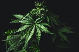 Le cannabis est efficace pour soulager la douleur liée à la drépanocytose