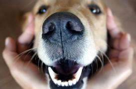 Aux États-Unis, un hôpital adopte un chien pour le bien-être des soignants