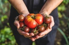 5 bienfaits des tomates pour la santé