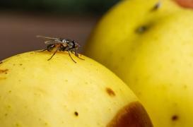 Parkinson : un gène identifié chez les mouches de fruits pourrait inverser les symptômes
