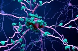 La molécule capable de rétablir les fonctions cognitives
