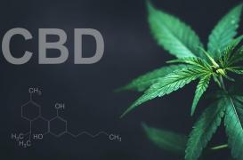 Le CBD contre la douleur : efficace ou placebo ?