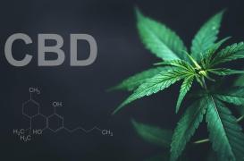 Cancer du cerveau : et si le CBD pouvait combattre le glioblastome ?