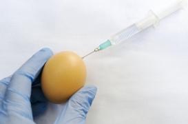Comment des vaccins cultivés dans des oeufs pourraient détourner une partie des anticorps du virus ciblé