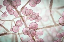 Candida auris : doit-on s’inquiéter de ce champignon résistant aux médicaments ?