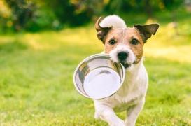 E. coli : pourquoi vous ne devriez pas donner de la viande crue à votre chien