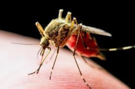 12 foyers de chikungunya en métropole : “d’autres cas seront vraisemblablement identifiés”