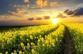Les protéines de colza apportent les mêmes bénéfices que le soja