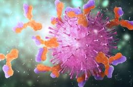 Coronavirus : la réponse immunitaire exagérée à l’origine des cas graves