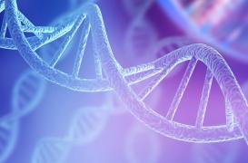 Les structures ADN à quatre hélices sont fréquentes dans le cancer du sein