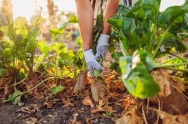 Dérogation pour les betteraves : les néonicotinoïdes sont-ils nocifs pour la santé humaine ?