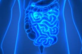 MICI : les aliments à base de céréales contaminés sont un facteur de risque