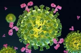 Des bactéries intestinales pour aider à combattre le cancer