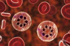 La souche de paludisme la plus meurtrière se protège du système immunitaire