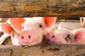 Insuffisance respiratoire : et si l’on pouvait respirer par le rectum ?