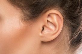 Une oreille créé à partir de cellules humaines 