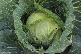 Nutrition : pourquoi les insectes renforcent les bienfaits des légumes et fruits bio