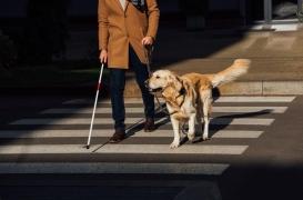 Chien guide ou d'assistance : peut-on vraiment les emmener partout ?