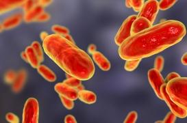 Coqueluche : les cas sont multipliés par 11 depuis le début de l’année