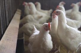 Grippe aviaire H5N8 : « pas de risque de transmission à l’homme » assure le gouvernement