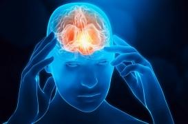 Non, le cerveau n’est pas équipé de l’option 