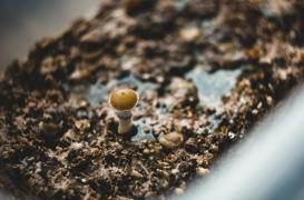 Anorexie : une substance psychédélique pourrait-elle changer la donne ?