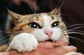Mordu par un chat, il contracte une bactérie inconnue