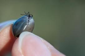 Fièvre hémorragique de Crimée-Congo : quels sont les risques de ce virus détecté en France 