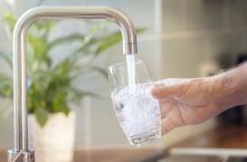 Comment les “neurones de l’eau” organisent le mécanisme de soif