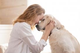 Sur les campus américains, des chiens pour calmer le stress des étudiants