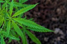 Cannabis thérapeutique : 