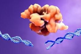 Thérapie génique : des chercheurs ont trouvé comment contourner le système immunitaire 