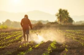Le glyphosate provoquerait un poids de naissance plus faible chez les bébés